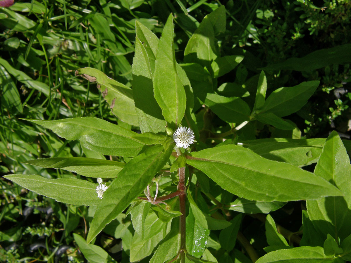 Neshodice (Eclipta prostrata (L.) L.)