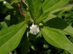 Neshodice (Eclipta prostrata (L.) L.)