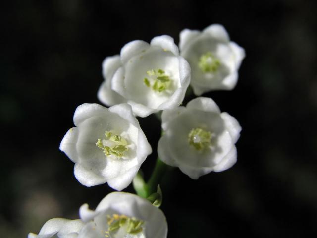 Konvalinka vonná (Convallaria majalis L.)