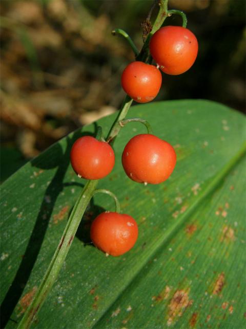 Konvalinka vonná (Convallaria majalis L.)