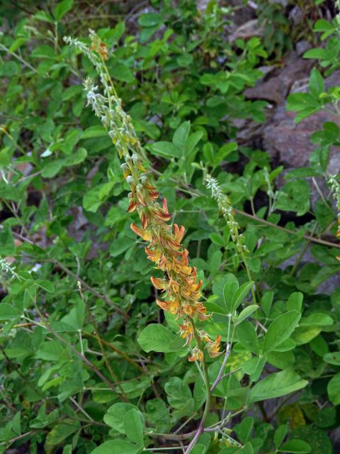 Crotalaria pallida Ait.