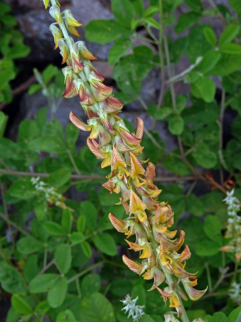 Crotalaria pallida Ait.