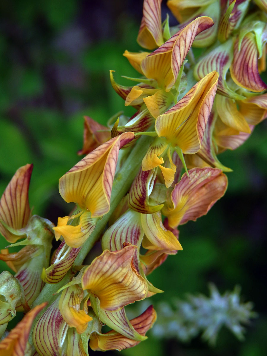 Crotalaria pallida Ait.