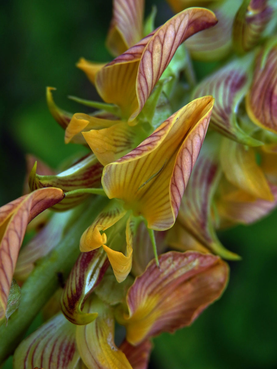 Crotalaria pallida Ait.