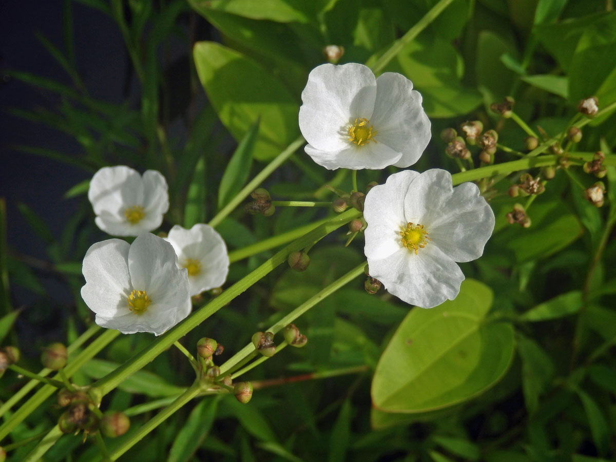 Šípatkovec (Echinodorus palaefolius (Nees & Mart.) J. F. Macbr.)