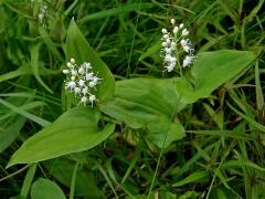 Pstroček dvoulistý (Maianthemum bifolium (L.) F. W. Schmidt)