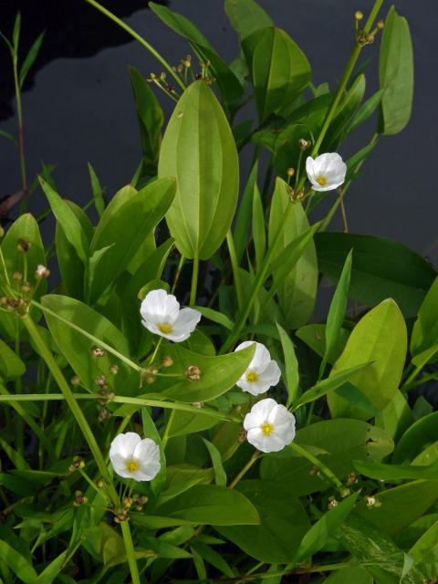 Šípatkovec (Echinodorus palaefolius (Nees & Mart.) J. F. Macbr.)