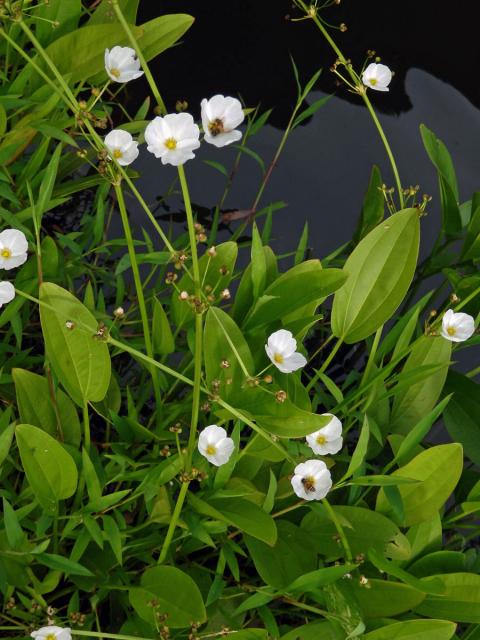 Šípatkovec (Echinodorus palaefolius (Nees & Mart.) J. F. Macbr.)