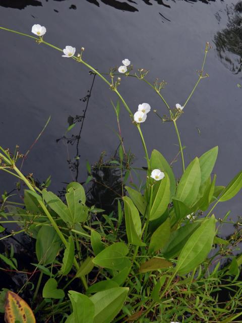 Šípatkovec (Echinodorus palaefolius (Nees & Mart.) J. F. Macbr.)