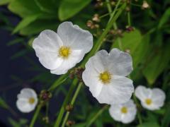 Šípatkovec (Echinodorus palaefolius (Nees & Mart.) J. F. Macbr.)