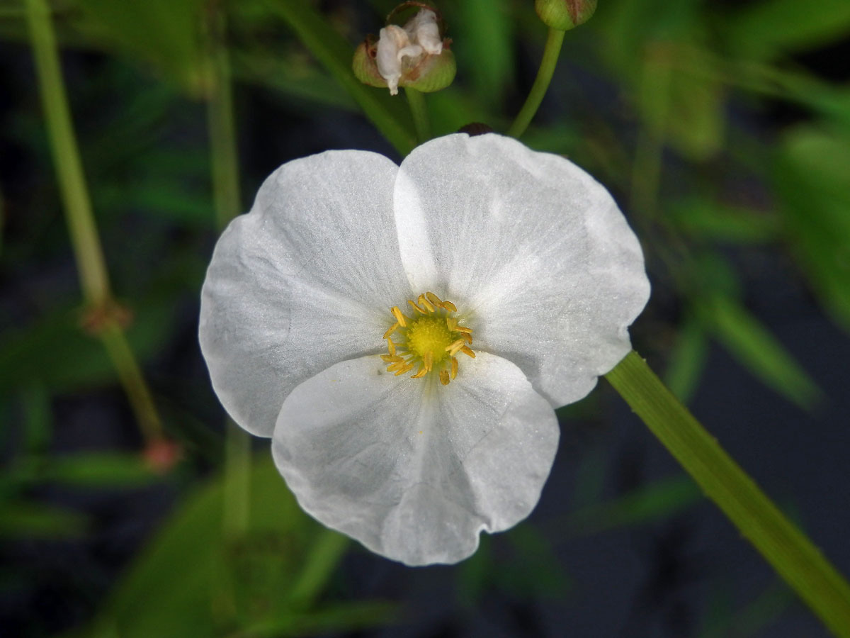 Šípatkovec (Echinodorus palaefolius (Nees & Mart.) J. F. Macbr.)