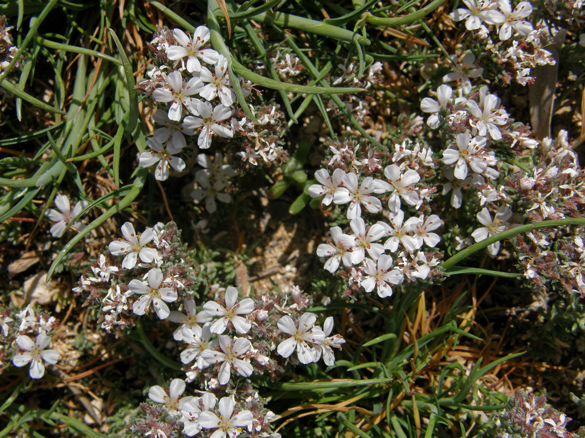 Frankenie (Frankenia laevis L.)