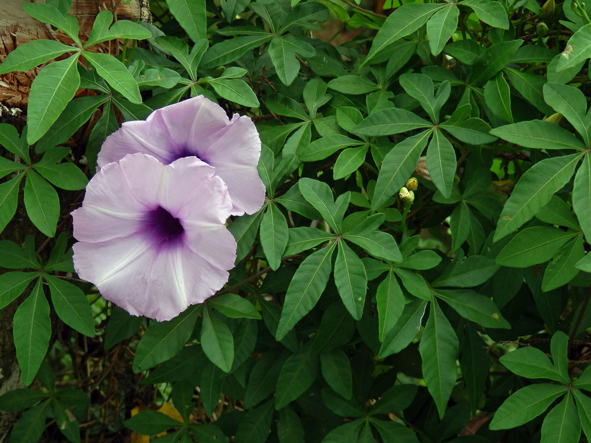 Povíjnice (Ipomoea cairica (L.) Sweet)