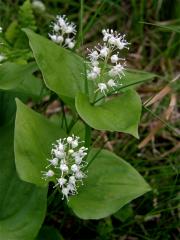 Pstroček dvoulistý (Maianthemum bifolium (L.) F. W. Schmidt)