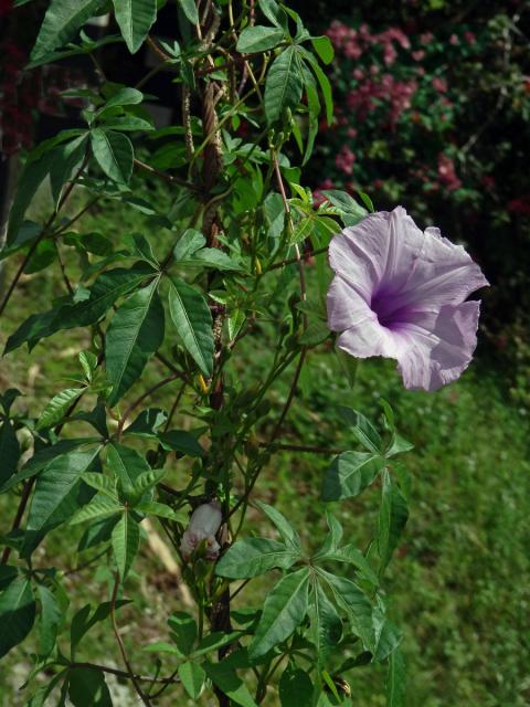 Povíjnice (Ipomoea cairica (L.) Sweet)