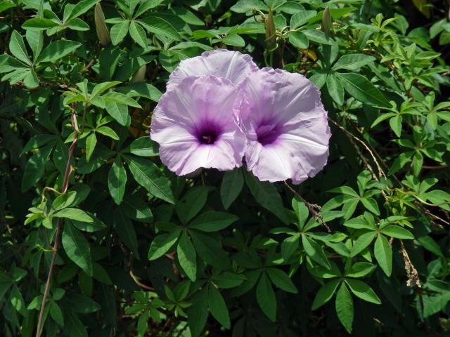 Povíjnice (Ipomoea cairica (L.) Sweet)