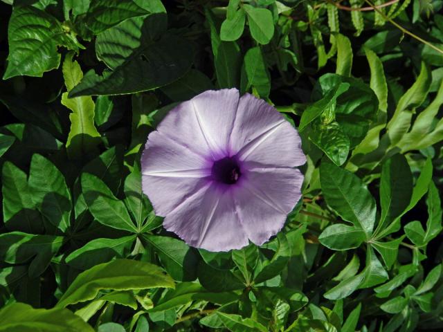 Povíjnice (Ipomoea cairica (L.) Sweet)