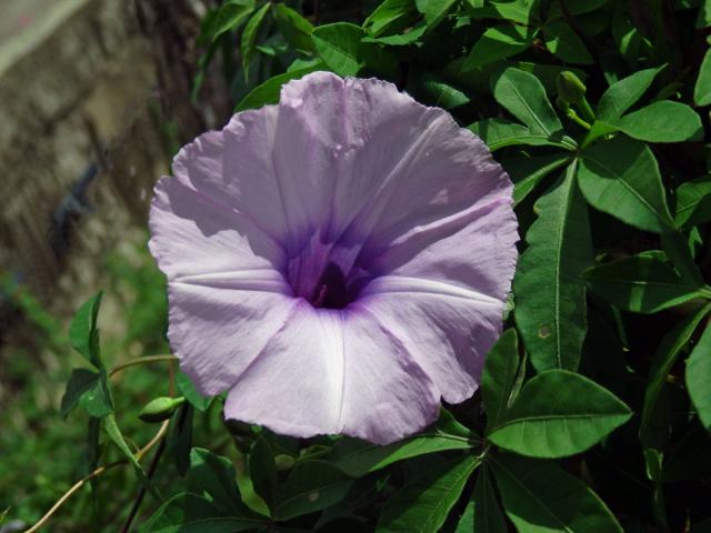 Povíjnice (Ipomoea cairica (L.) Sweet)