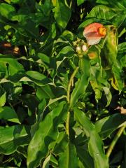 Costus lucanusianus J. Braun & K. Schum.