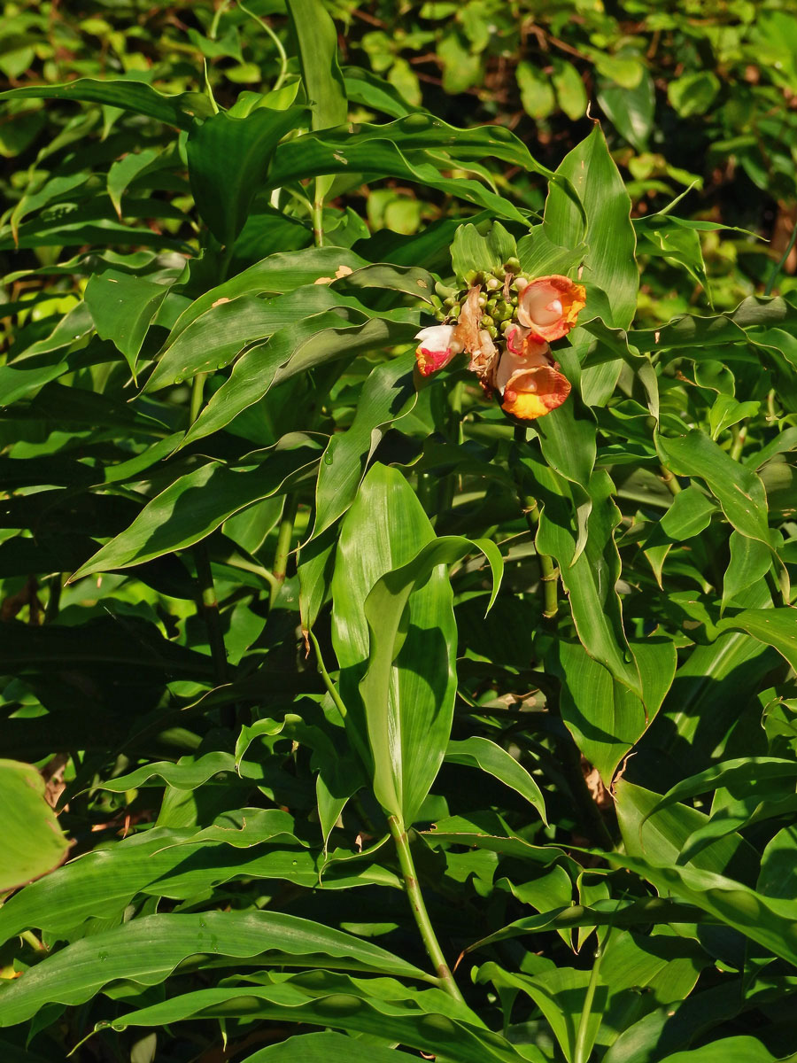 Costus lucanusianus J. Braun & K. Schum.