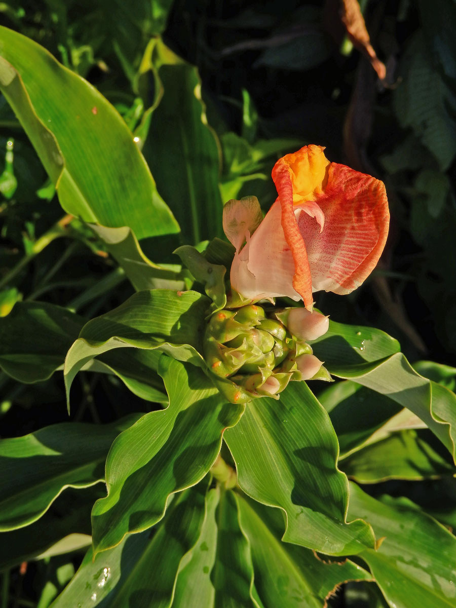 Costus lucanusianus J. Braun & K. Schum.