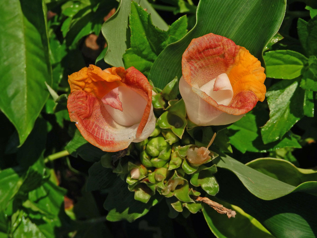 Costus lucanusianus J. Braun & K. Schum.