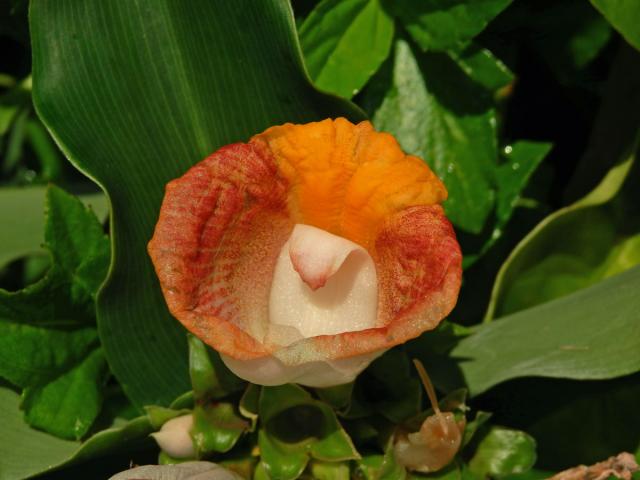 Costus lucanusianus J. Braun & K. Schum.