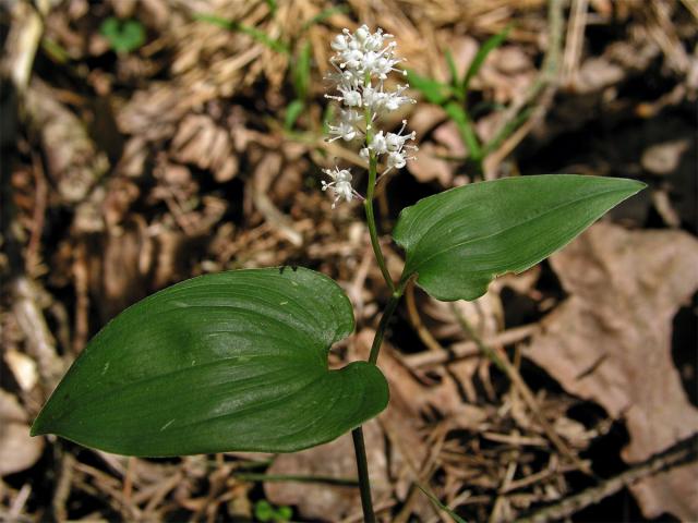 Pstroček dvoulistý (Maianthemum bifolium (L.) F. W. Schmidt)