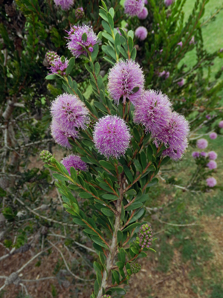 Melaleuca acuminata F. Muell