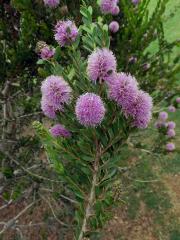 Melaleuca acuminata F. Muell 