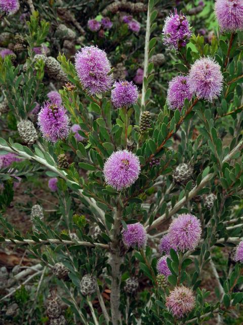 Melaleuca acuminata F. Muell