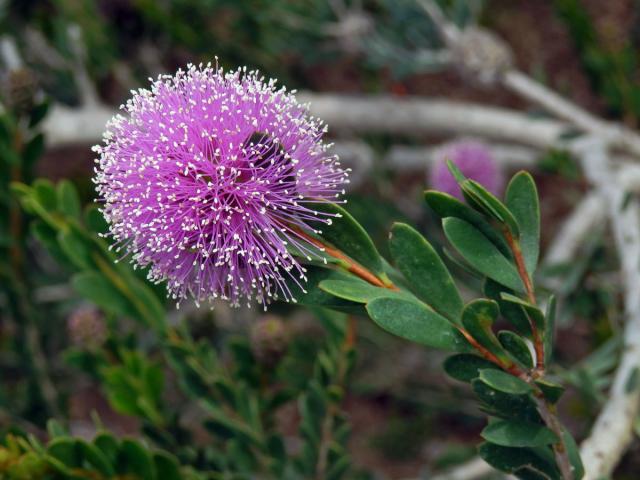 Melaleuca acuminata F. Muell