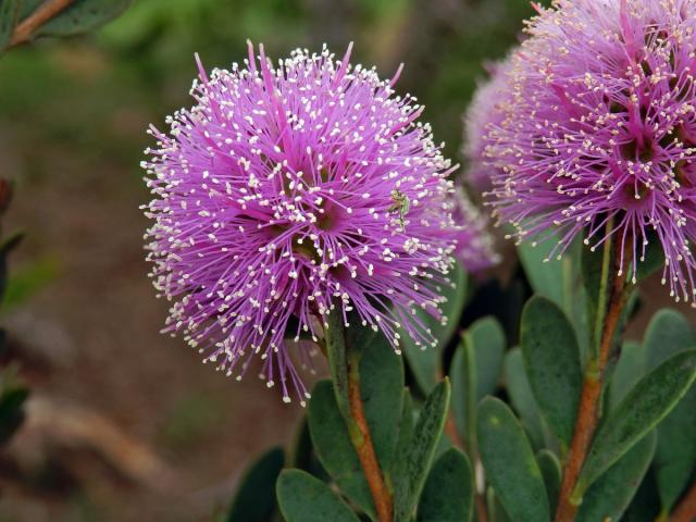 Melaleuca acuminata F. Muell