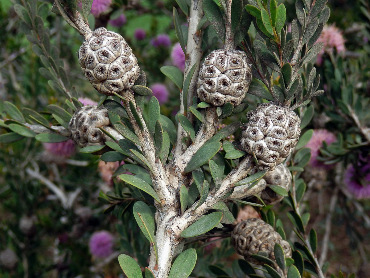 Melaleuca acuminata F. Muell