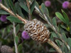 Melaleuca acuminata F. Muell