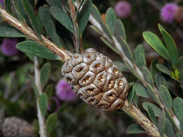 Melaleuca acuminata F. Muell