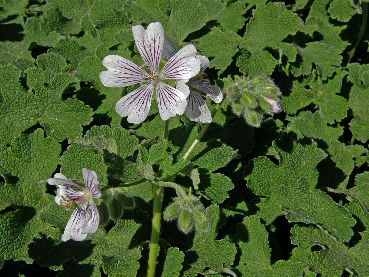 Kakost (Geranium renardii Trautv.)