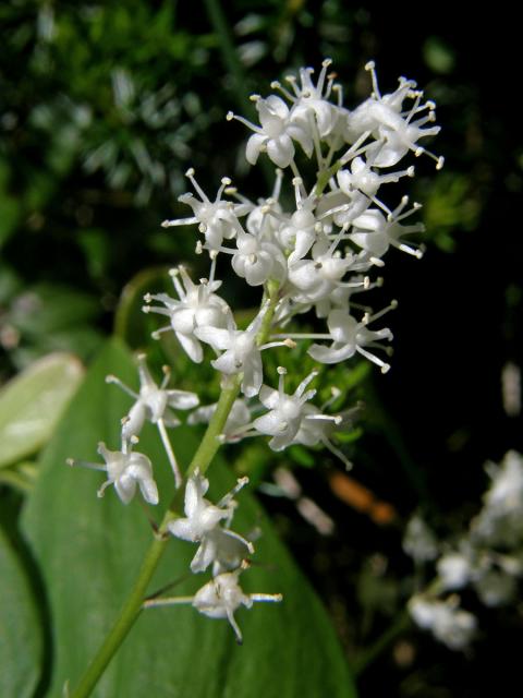 Pstroček dvoulistý (Maianthemum bifolium (L.) F. W. Schmidt)