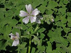 Kakost (Geranium renardii Trautv.)  