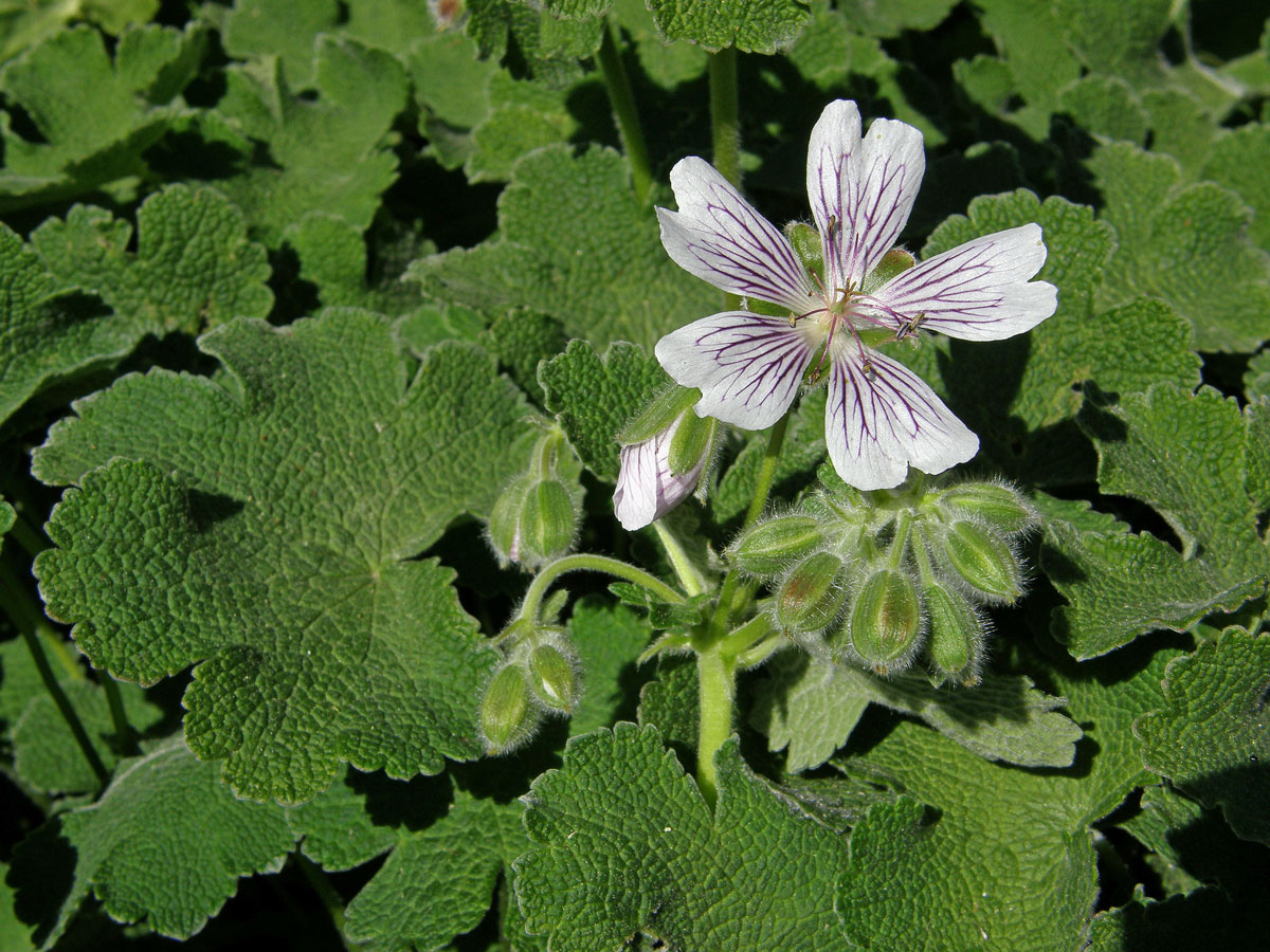 Kakost (Geranium renardii Trautv.)