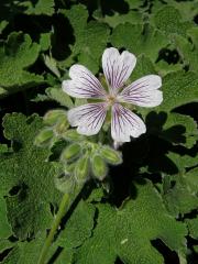 Kakost (Geranium renardii Trautv.)