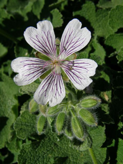 Kakost (Geranium renardii Trautv.)