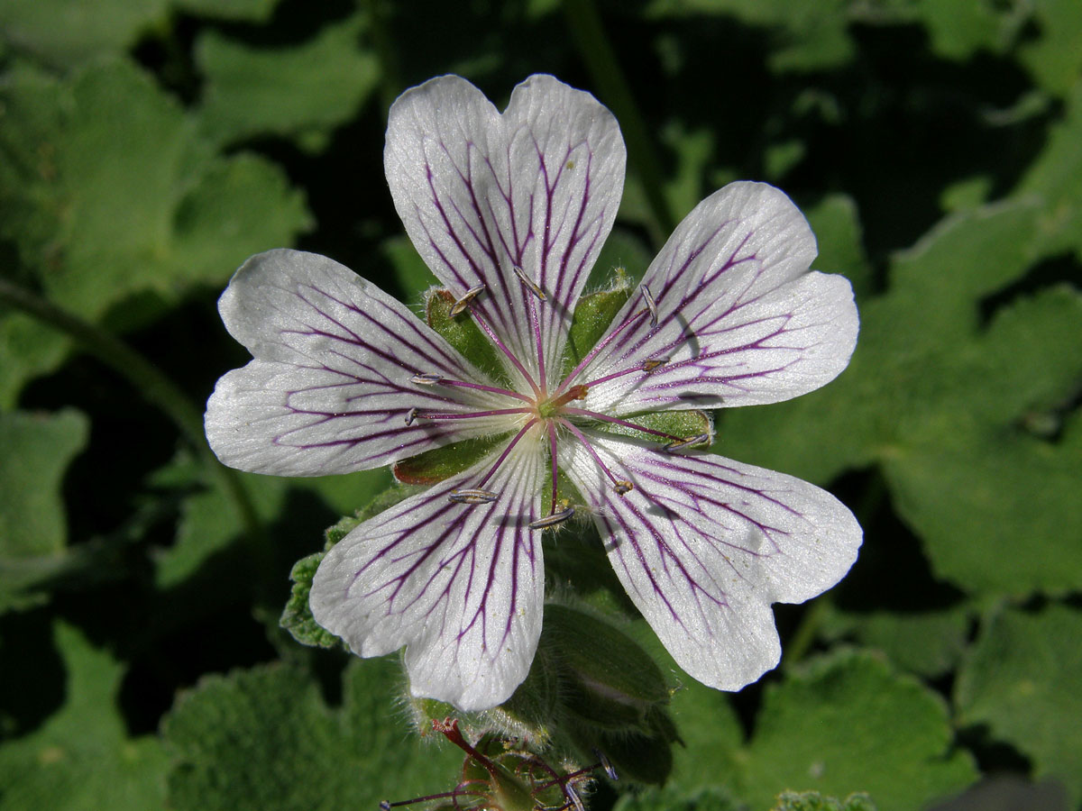 Kakost (Geranium renardii Trautv.)