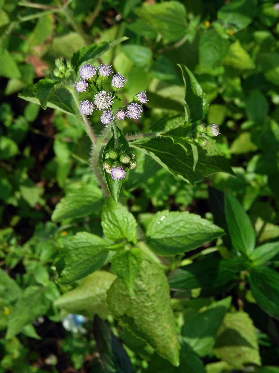 Nestařec hnidákovitý (Ageratum conyzoides L.)