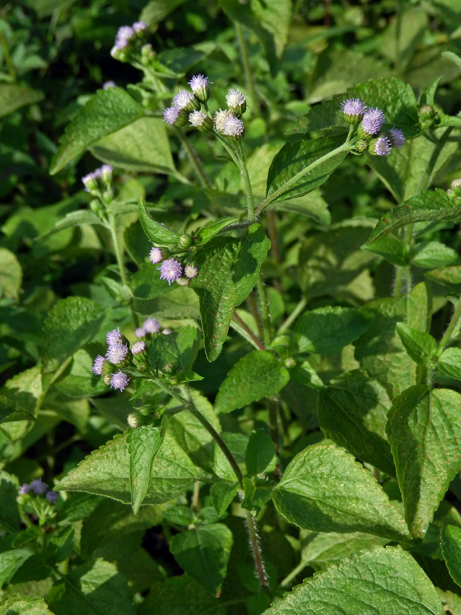 Nestařec hnidákovitý (Ageratum conyzoides L.)