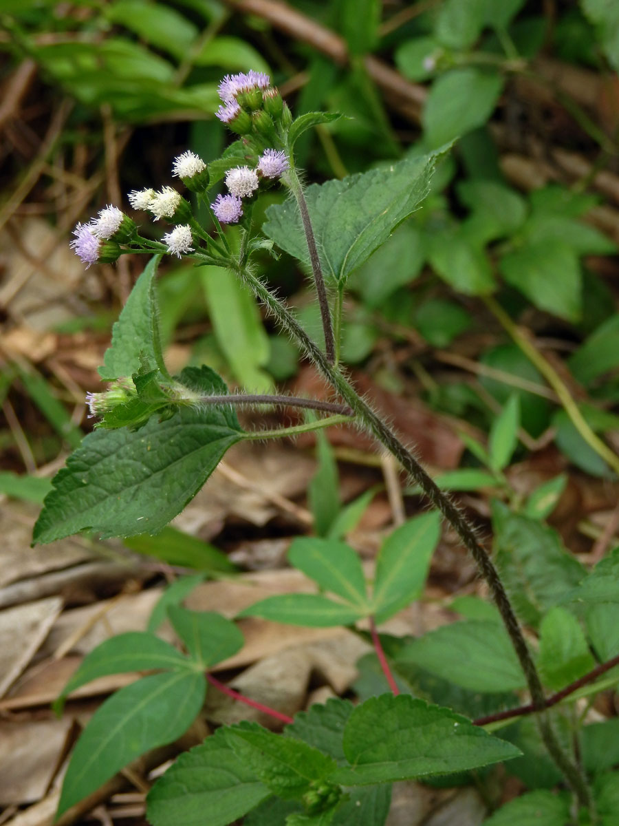 Nestařec hnidákovitý (Ageratum conyzoides L.)