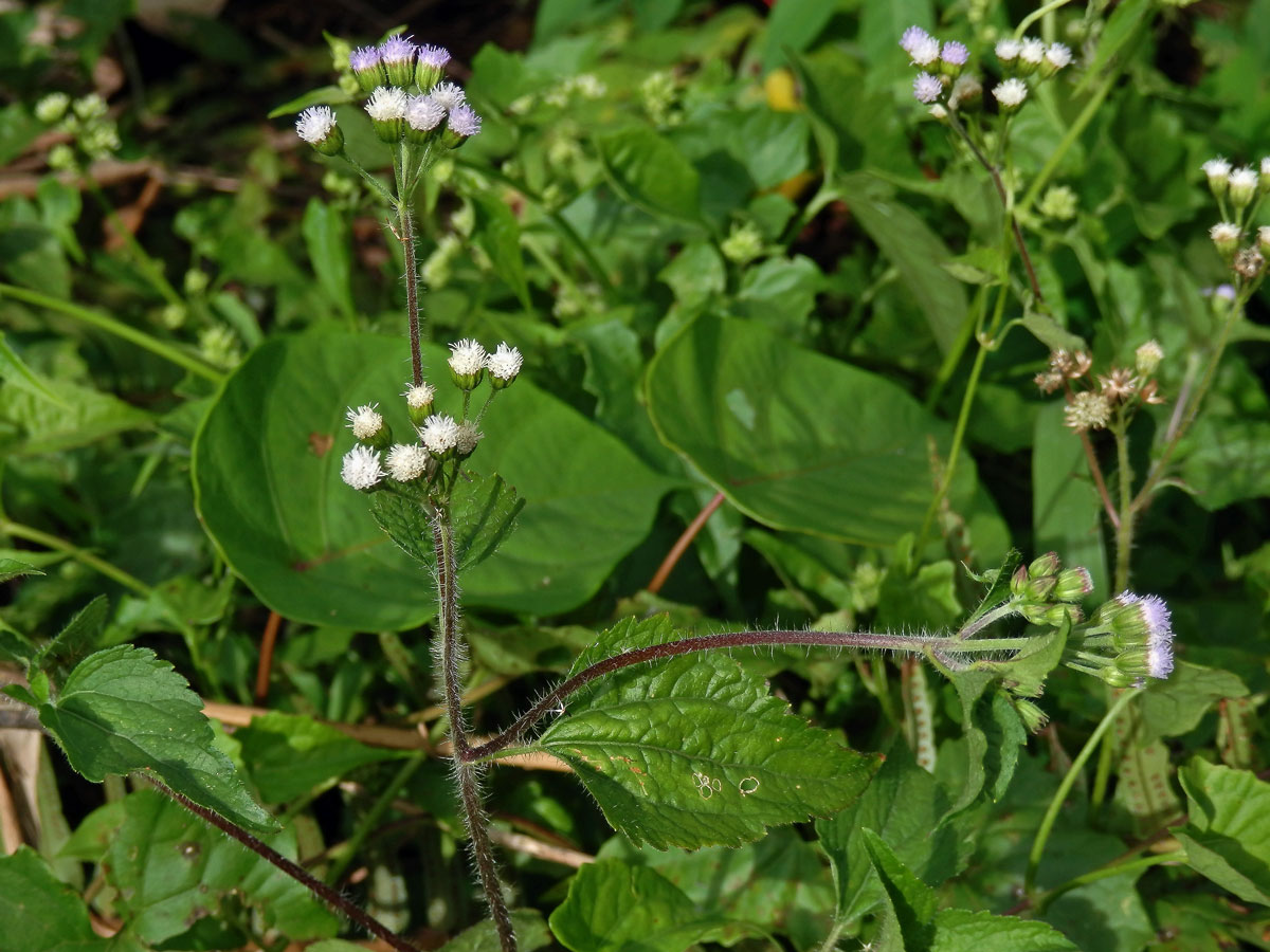 Nestařec hnidákovitý (Ageratum conyzoides L.)