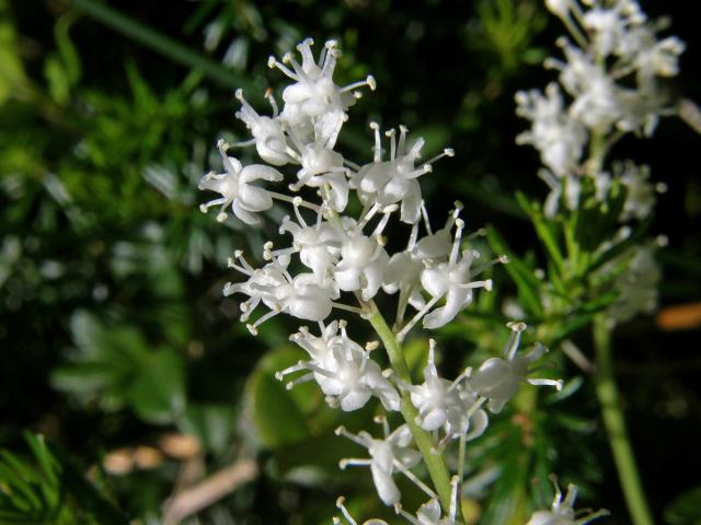 Pstroček dvoulistý (Maianthemum bifolium (L.) F. W. Schmidt)