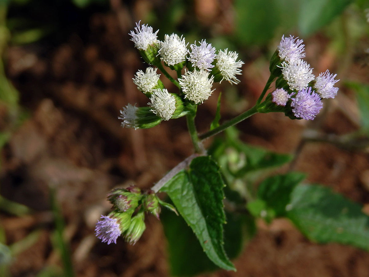 Nestařec hnidákovitý (Ageratum conyzoides L.)