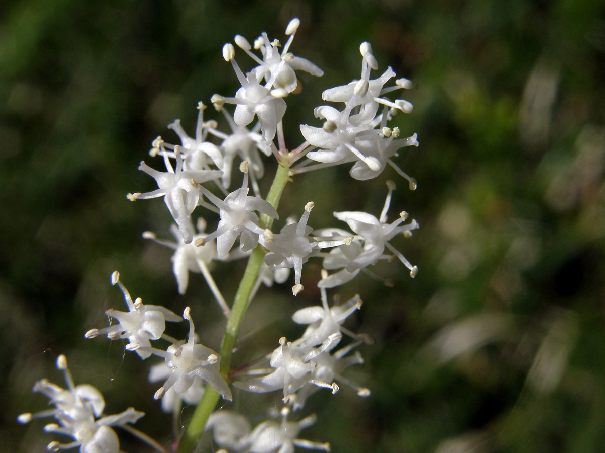 Pstroček dvoulistý (Maianthemum bifolium (L.) F. W. Schmidt)